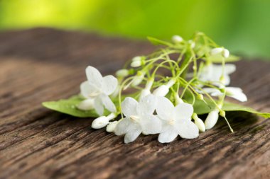 Wrightia dininin çiçekleri doğa arka planında.