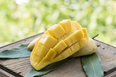 Taze ve olgun mango meyveleri..