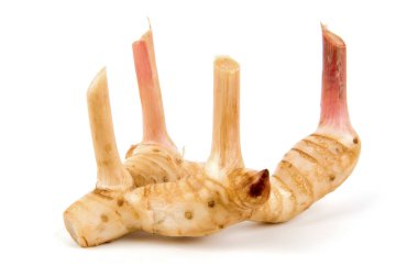 Galangal ya da alpinia galanga kökü beyaz arkaplanda izole edilmiş.