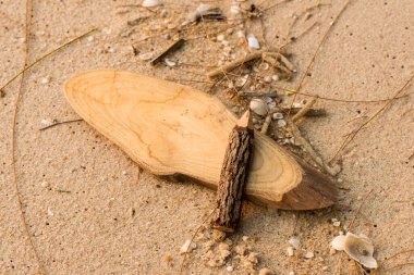 Kabuk ve kumsala sabitlenmiş kereste ve kalem..