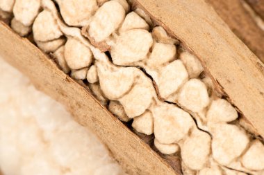 Ceiba pentandra or white silk cotton isolated on white background.