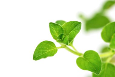 Oregano şubesi beyaz arka planda yeşil yapraklar.