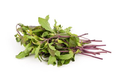 Kutsal fesleğen ya da beyaz arka planda izole edilmiş kutsal fesleğen.