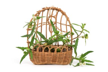 Sahte papatya ya da eklipta prostrata, çiçekler ve yeşil yapraklar doğa arka planında. 