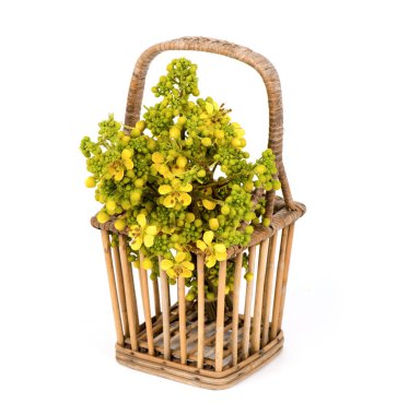 Senna siamea, beyaz arkaplanda yapraklar ve dallar..