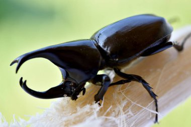 Dinastinae hayvanları doğa arka planında.
