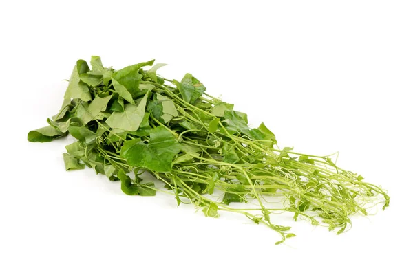 Ivy Gourd Coccinia Grandis Branch Green Leaves Isolated White Background — Stock Photo, Image