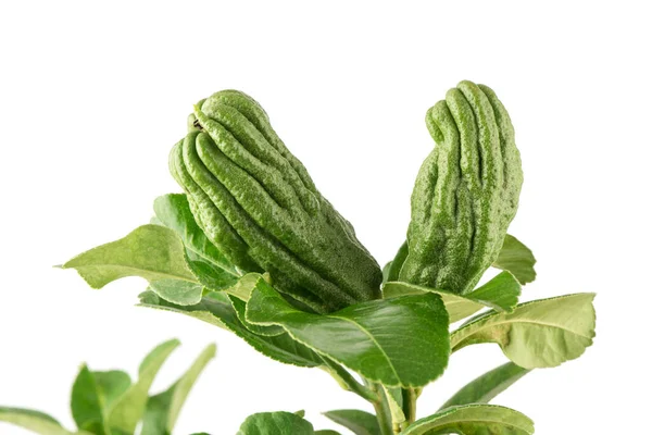 Buddha Hand Citrus Medica Fruits Isolated White Background — Fotografie, imagine de stoc