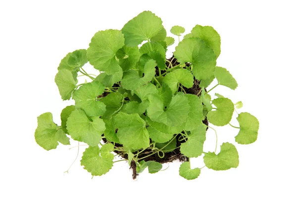 Gotu Kola Centella Asiatica Green Leaves Isolated White Background Top — Photo