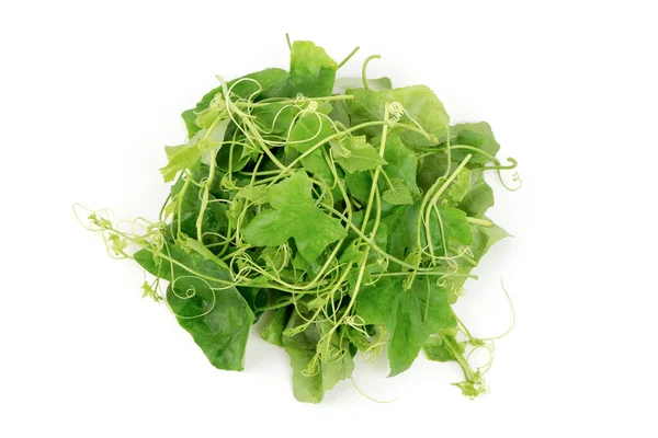Ivy Tök Vagy Coccinia Grandis Zöld Levelek Elszigetelt Fehér Alapon — Stock Fotó