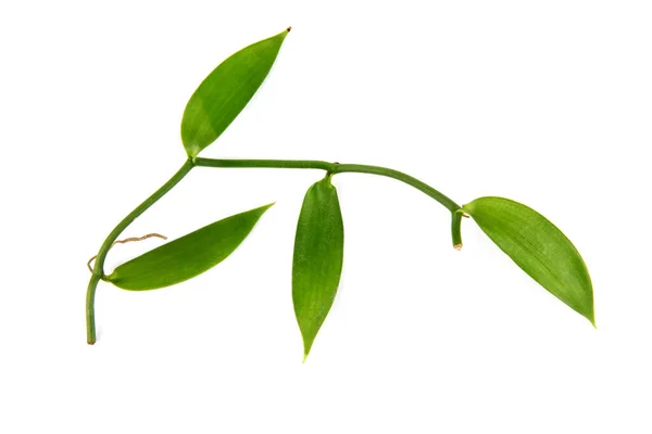 Vanilková Větev Zelené Listy Izolované Bílém Pozadí — Stock fotografie