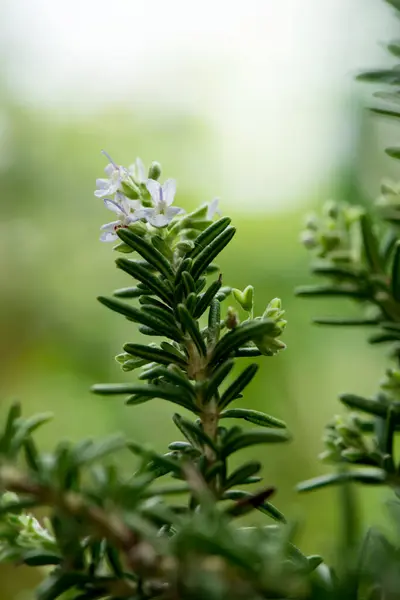 Rosemary Flowers Green Leaves Nature Background — Fotografia de Stock