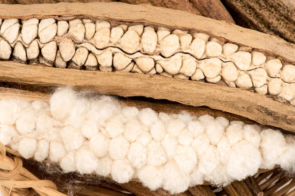 Ceiba Pentandra White Silk Cotton Isolated White Background — Photo