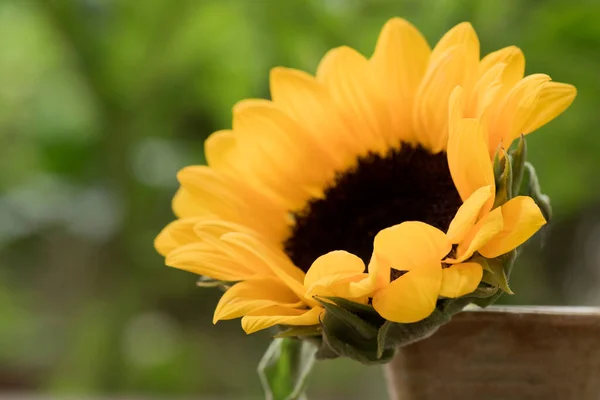 Sunflower flower on nature background.