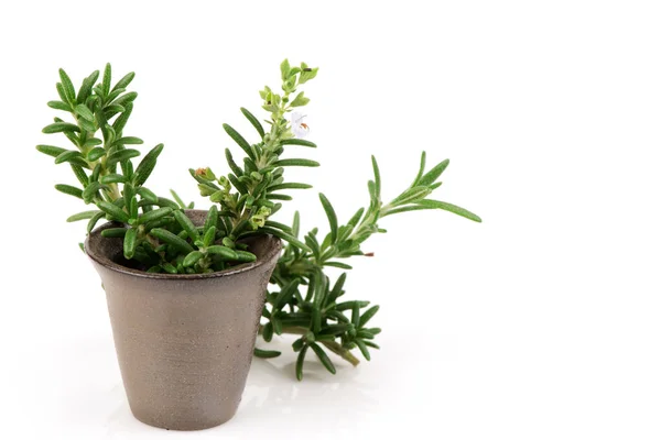 Fresh Rosemary Flowers Green Leaves Isolated White Background — 스톡 사진