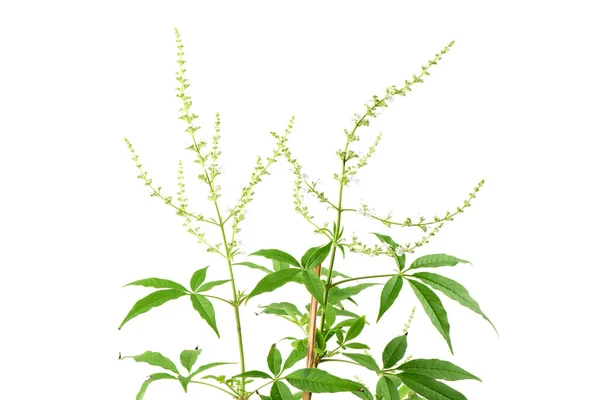 Chinese Kuise Vitex Negundo Bloemen Groene Bladeren Geïsoleerd Witte Achtergrond — Stockfoto