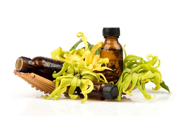 Kwiaty Ylang Ylang Lub Cananga Odorata Ekstrahowane Butelkach Izolowanych Białym — Zdjęcie stockowe