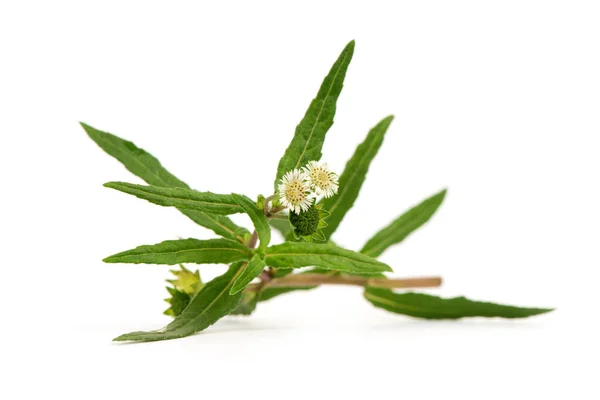 False Daisy Eclipta Prostrata Flowers Green Leaves Nature Background — Stok Foto