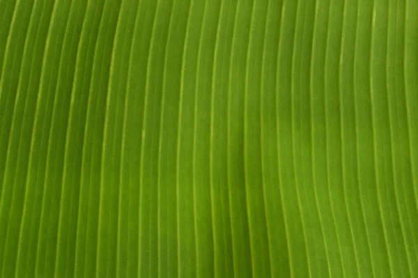 Banana Green Leaf Texture Surface Nature Background — Stockfoto