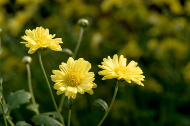 Doğada çiçek açan kasımpatı çiçekleri..