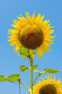 Doğa arka planında taze ayçiçekleri.