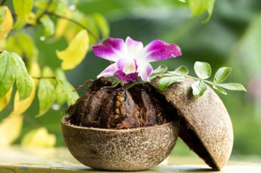 Doğada limon asidissima meyveleri.