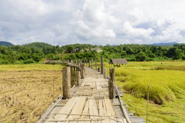 Bambu köprüsü doğada olgunlaşan pirinç tarlasında yürüyor..