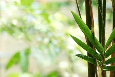 Bambu ağaçları ve yeşil yapraklar doğa arka planında.