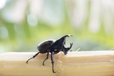 Dinastinae hayvanları doğa arka planında.