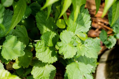 Doğa arka planında silhat yeşili yaprak.