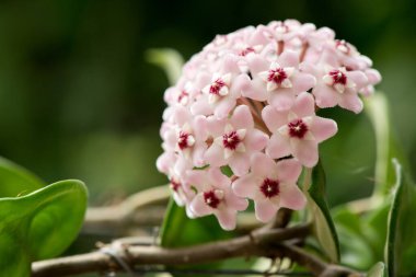 Doğayla ilgili Hoya çiçekleri.