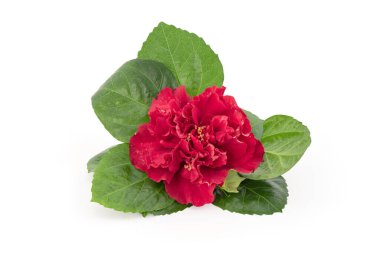 Hibiscus ya da Hibiscus çiçeği kırpma yolu ile beyaz arkaplanda izole edilmiş.