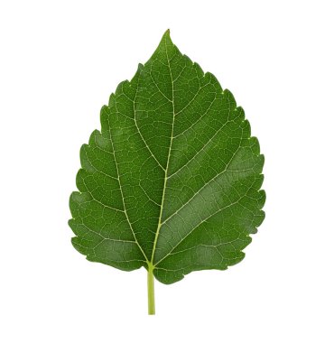 Dut yeşil yaprak yeşil yaprak kırpma yolu ile beyaz arkaplan izole.