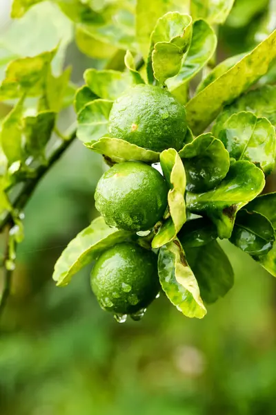 Citron Fruits Branches Feuilles Vertes Sur Fond Nature — Photo