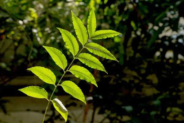 根茎またはAzadirachta指標自然背景に枝緑色の葉 — ストック写真