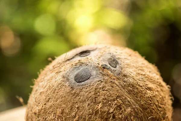 Coco Entero Sobre Fondo Natural — Foto de Stock