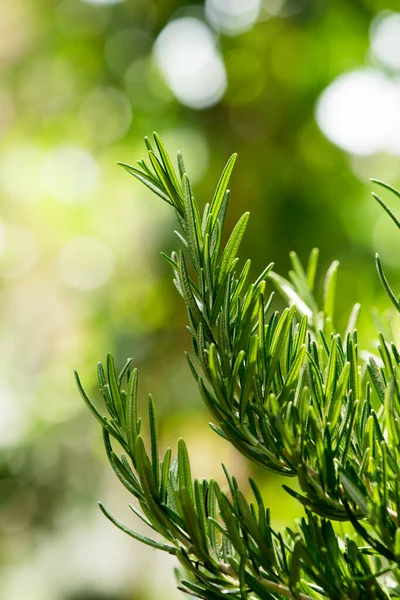 Rosemary Ramo Folhas Verdes Fundo Natureza — Fotografia de Stock