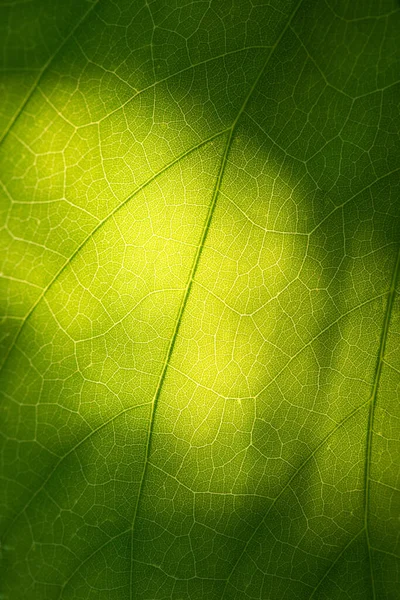 Zonlicht Raakt Groen Blad Achtergrond Van Natuur — Stockfoto
