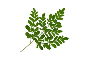 Moringa yeşil yaprakları kırpma yolu ile beyaz arkaplanda izole edildi. Üst görünüm, düz yatıyordu.