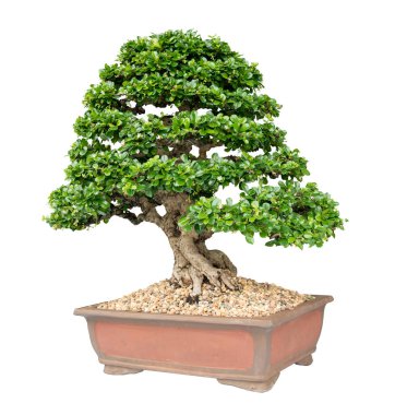 Bonsai ağacı kırpma yolu olan beyaz arkaplanda izole edildi.