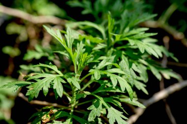 Doğal arka planda mugwort yeşil yaprakları.