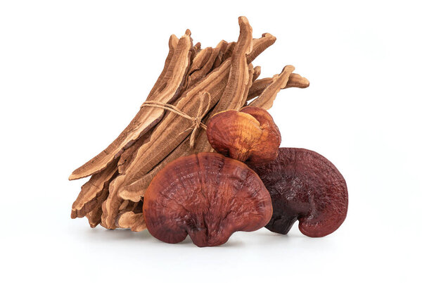 Reishi or lingzhi Mushroom isolated on white background with clipping path.