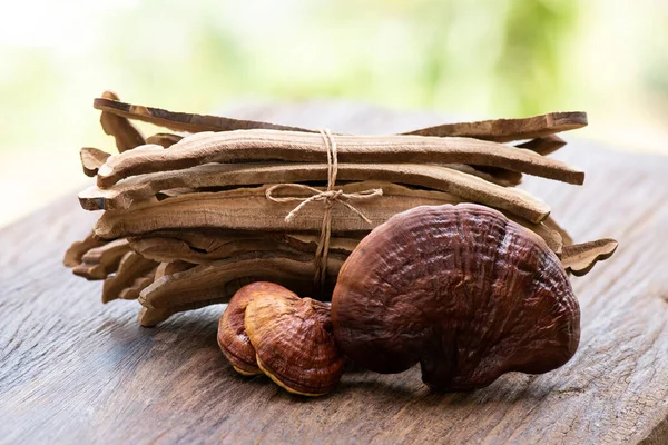 Reishi Lingzhi Cogumelo Fundo Natureza — Fotografia de Stock