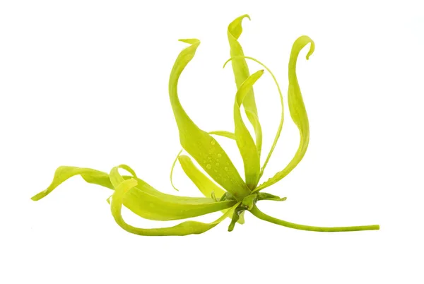 Ylang Ylang Nebo Cananga Odorata Květ Izolované Bílém Pozadí Výstřižkem — Stock fotografie
