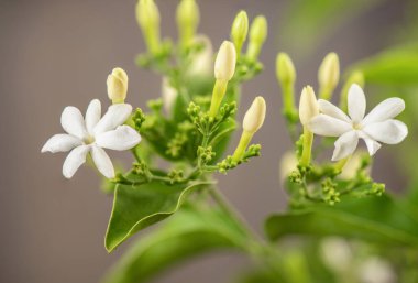 Yasemin asması ya da yasemin ağacı auriculatum çiçeği ve eski ahşap arka planda yeşil yapraklar..