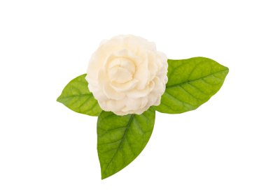 Yasemin çiçeği izole kırpma yolu ile beyaz arka plan üzerinde.