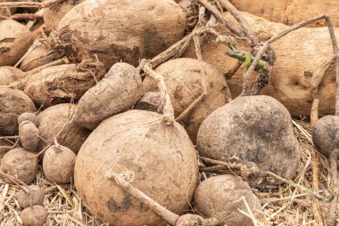 Pueraria mirifica ya da beyaz kwao krua, doğa arka planında yumru.