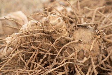 Curcuma xanthorrhiza, doğada rizom. 