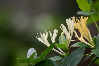 Japon hanımeli ya da hanımeli çiçekleri doğal arka planda çiçek açıyor.. 