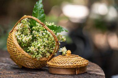 Neem ya da azadirachta indica yeşil yapraklar ve çiçekler doğa arka planında.